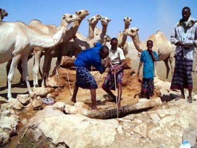 Somali Camel