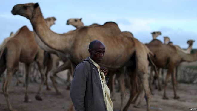 FILE - A camel herder stands with his stock near Borama, Somalia, April 16, 2016. Recently, al-Shabab militants have taken to killing farmers and stealing their livestock.