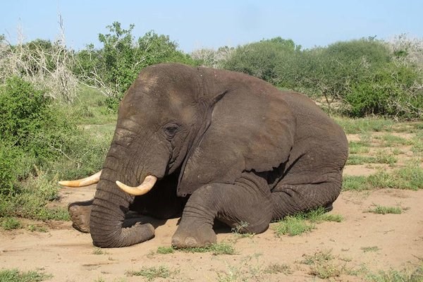 Morgan, a male bull in his 30s, was fitted with a tracking collar in Kenya’s coastal Tana River delta around December.
SAVE THE ELEPHANTS, VIA AGENCE FRANCE-PRESSE — GETTY IMAGES