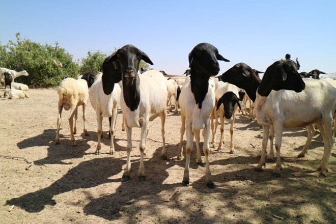 Goats and sheep in Las Anod, Sool region in the northern part of Somalia. The animals are being given a shot of anti-parasitic medicine. CC BY-NC-ND / ICRC / Abdikarim Mohamed