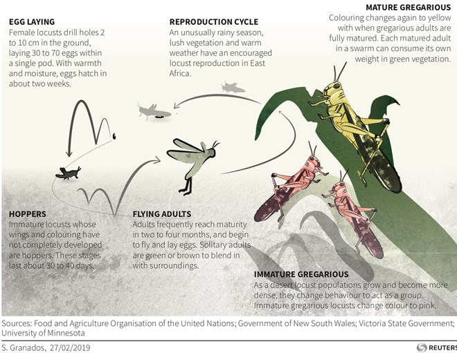 Two new generations of locusts are set to descend on East Africa again—400 times stronger