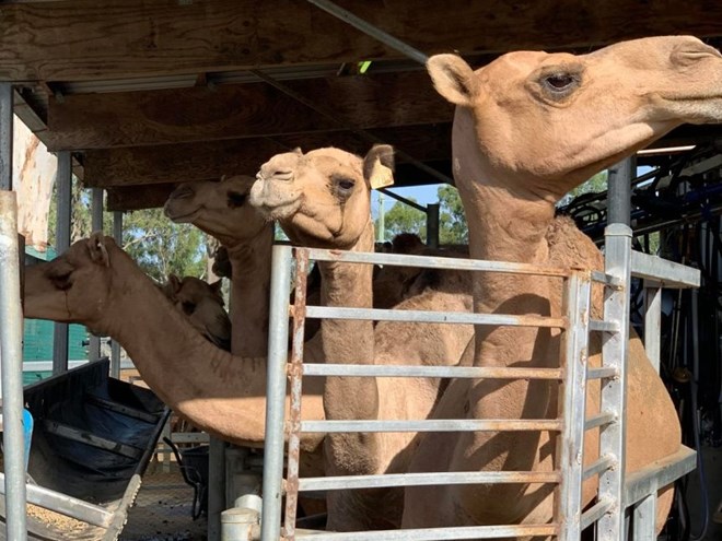 The beasts that beat the drought: Camels sought after for meat, milk