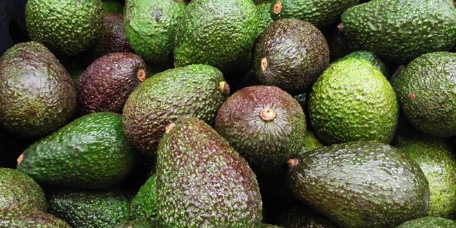 Opportunities for Ethiopian avocados