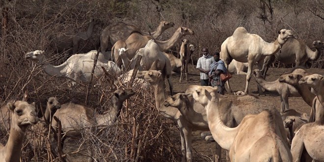 KALRO experiments Somali Camel for milk production