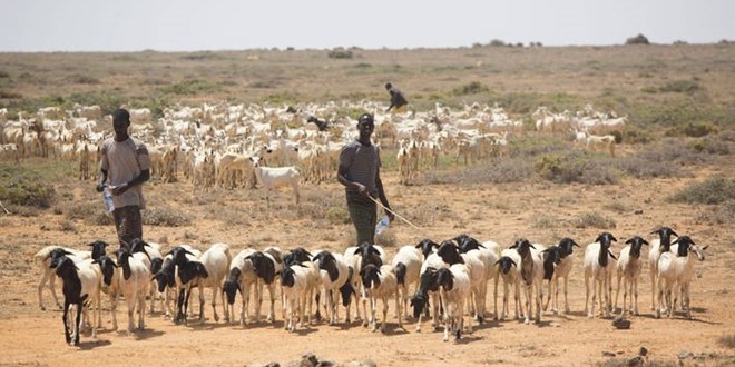 Facilities refurbished to manage livestock sector in Somalia