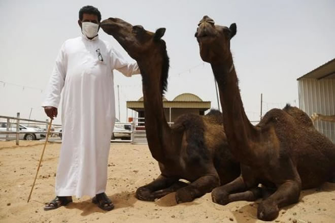 Exclusive: In virus hunt, Saudi Arabia suspects African camel imports