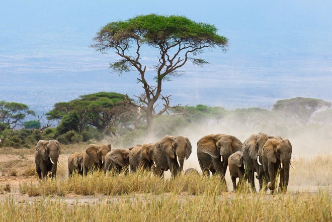 Wildlife flee to Somalia