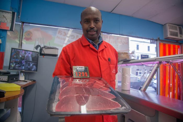 PHOTO: Abukar Hersi says camels are an important part of the Somali culture and diet. (ABC News: Margaret Burin )