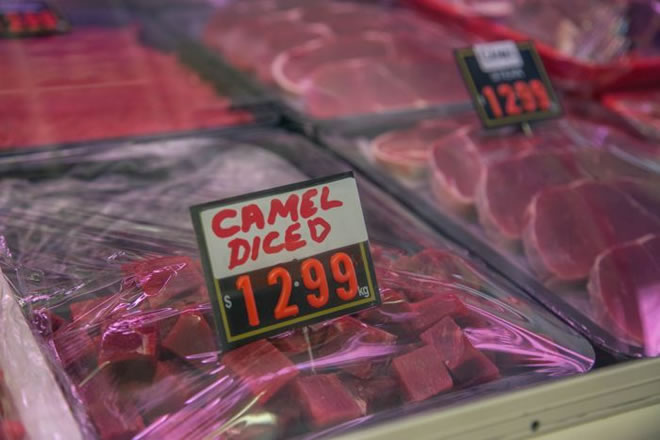 PHOTO: Wild camel meat needs to be cooked slowly so that it can tenderise. (ABC News: Margaret Burin )