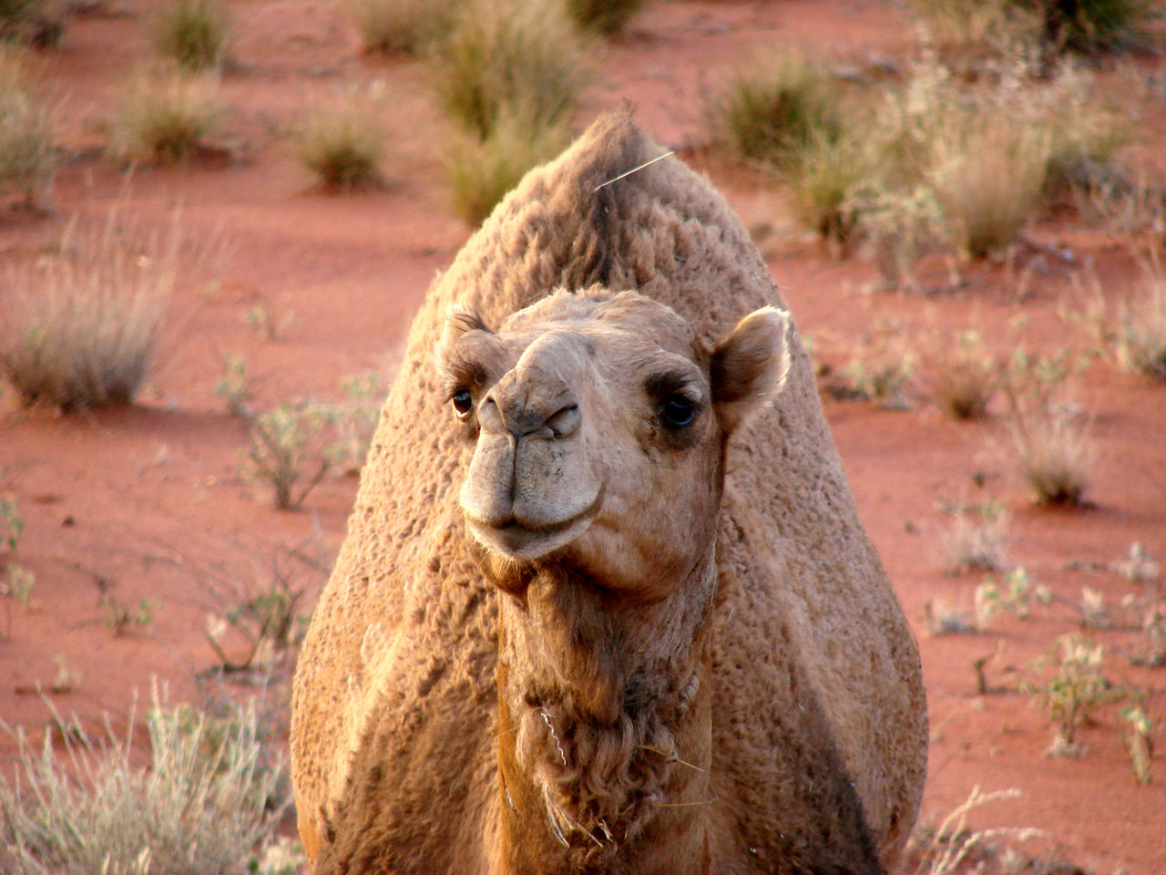 Australian camel