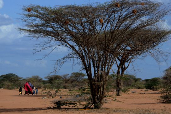 While Somalia has recently become more stable, there are regions that remain under the control of Al Shabab or are struggling to rebuild after two decades of war — making even Dadaab’s inhospitable climate a more attractive home.