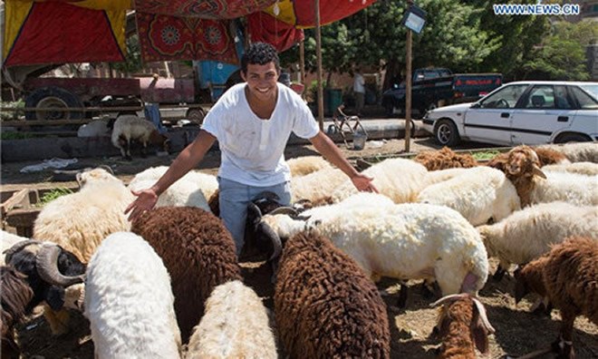 A vendor stands among a herd of sheep at a livestock market in Cairo, Egypt, Sept. 11, 2016, ahead of the annual festival of Eid al-Adha. (Xinhua/Meng Tao)
