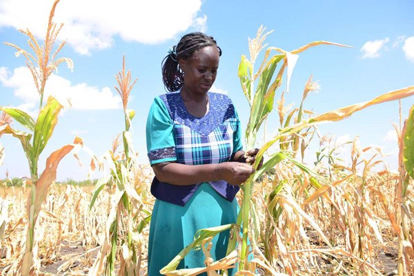 A woman inspects her drought-ravaged farm in Kangundo. A United Nations long-range weather forecast for the Horn of Africa foresees no end to drought in eastern Kenya. FILE PHOTO | NATION MEDIA GROUP