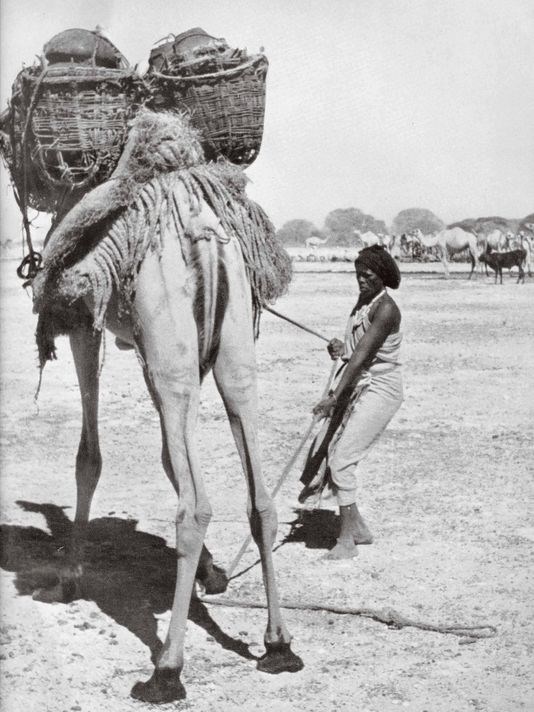 Somali nomads move often in search of good pasture and water for their herds of sheep, goats, cows and camels. Here a nomad is guiding her camel. In 