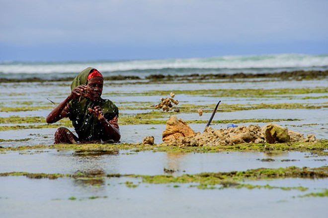 Halima Ali mining coral reefs at the coast in Lower Shabelle region