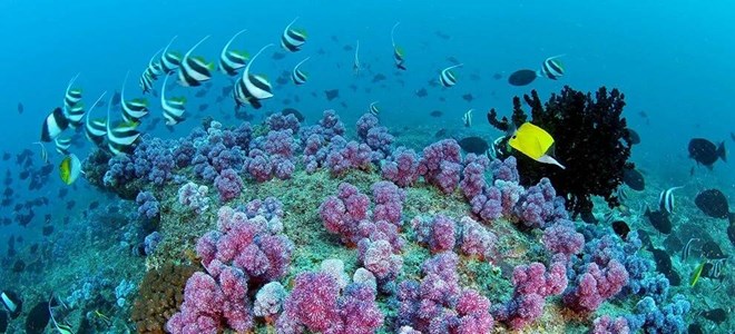med sig Allieret Misvisende WeTour] The untouched diving paradise of the Eritrean Red Sea